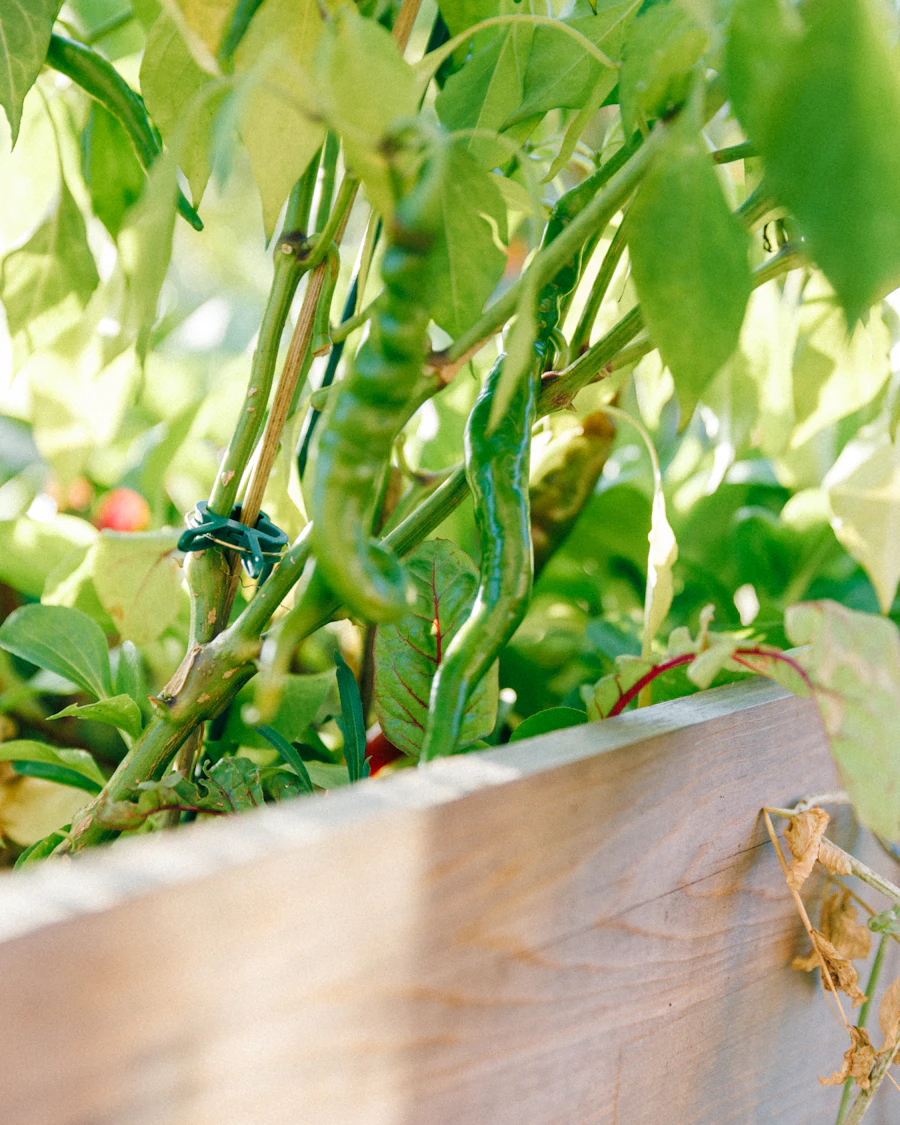 Plants de poivrons en contre-jour dans un bac potager en bois