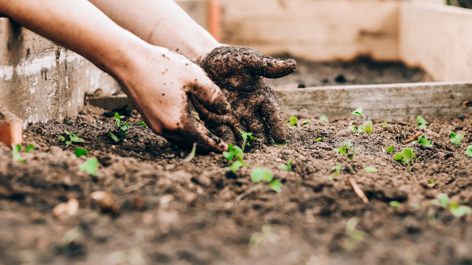 Mains plantant de jeunes pousses dans le terreau d'un bac