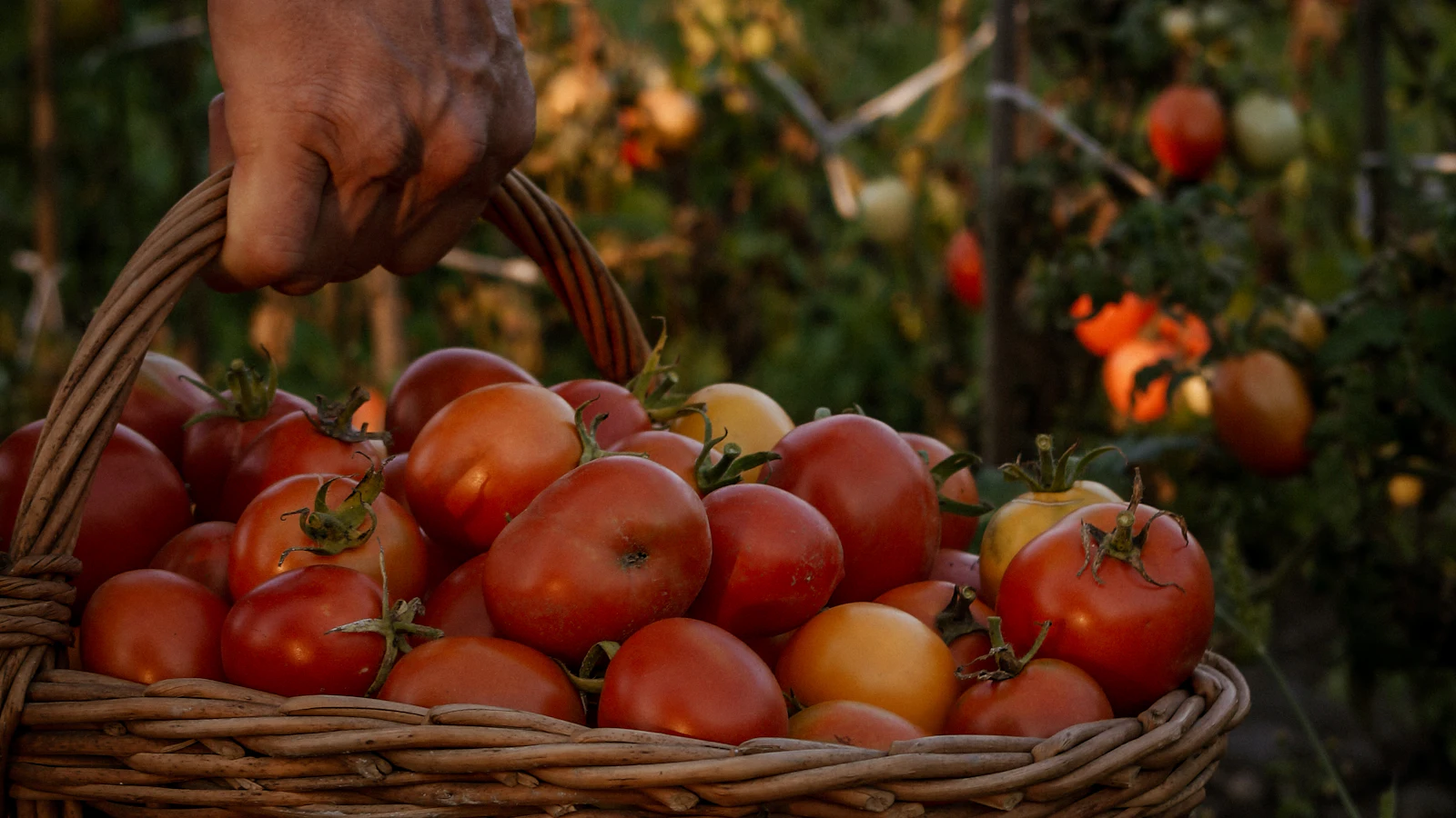 Panier de tomates récoltées au soleil couchant dans un jardin