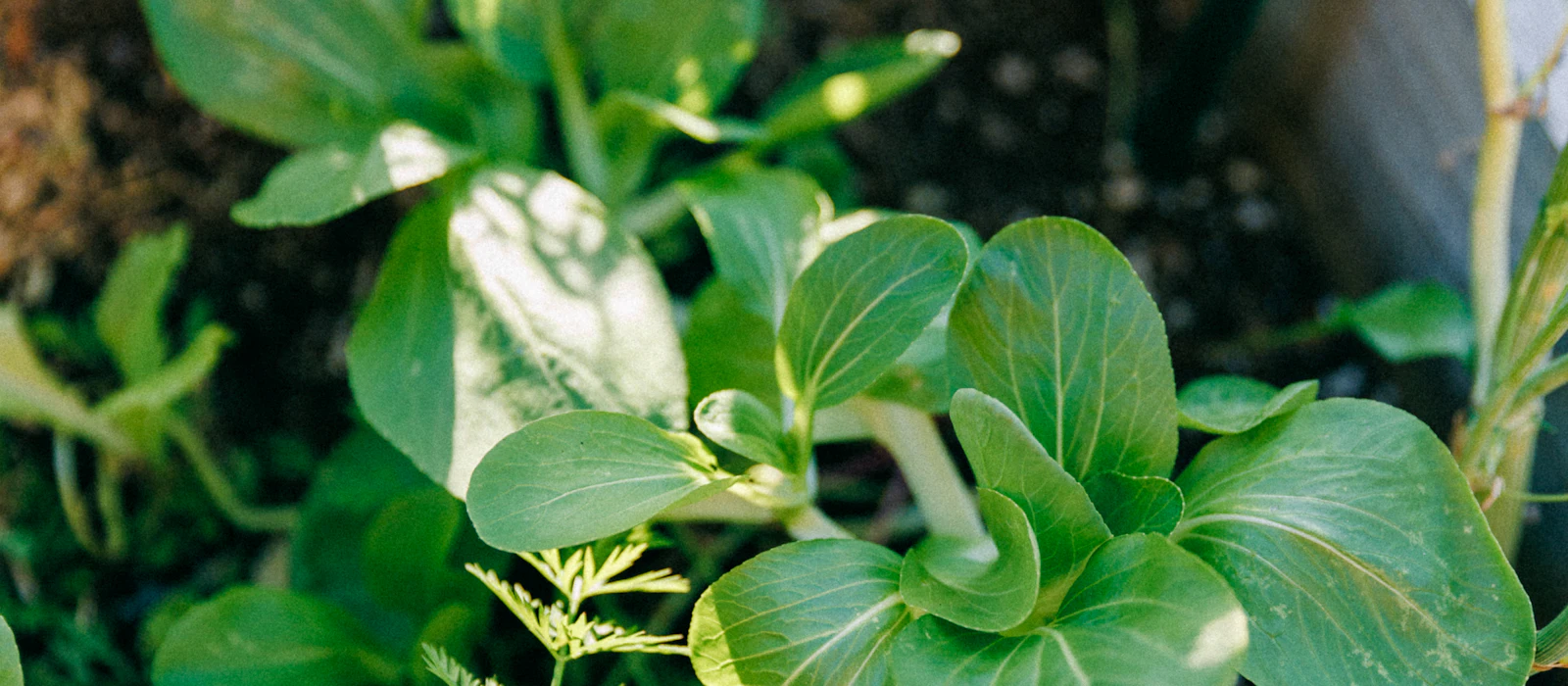 Jeunes légumes en pleine croissance dans un bac potager en bois