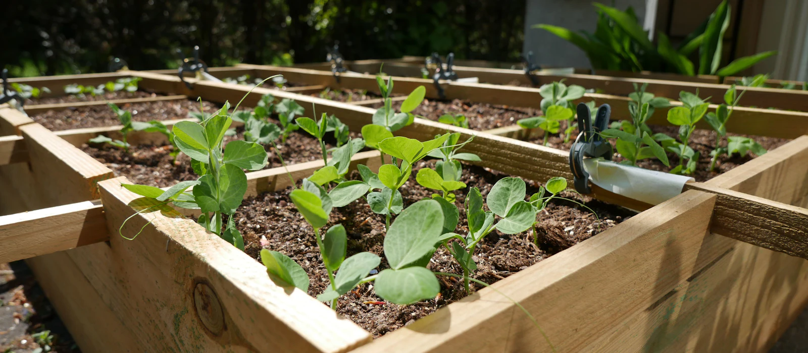 Carré potager en bois fraîchement planté au soleil