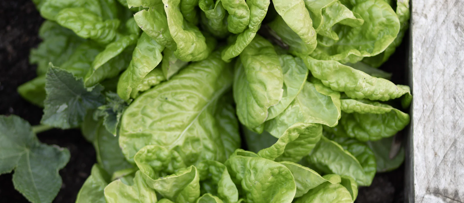 Salades bien développées dans un bac potager en bois