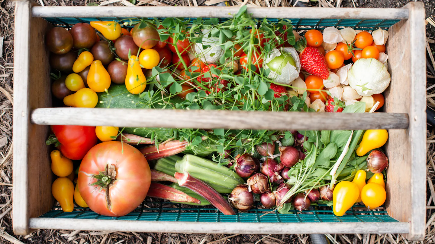 Récolte de tomates et de légumes d'été dans une cagette en bois